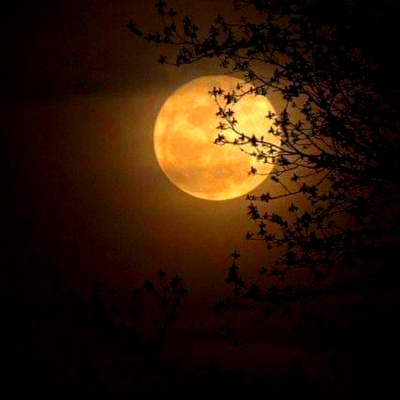 Meet your Posher, Barbara - Picture 1 of 1